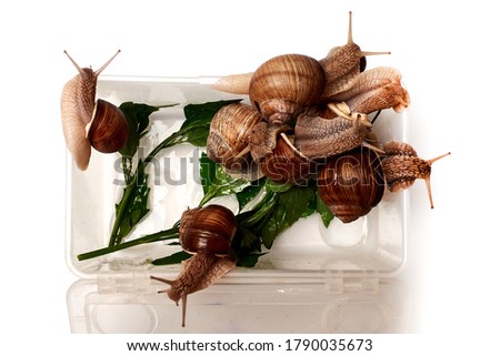Several snails in a box on a white background. Breeding snails.