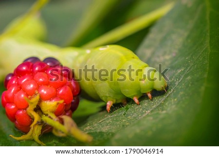 Large green caterpillar with berries on a leaf. Fragment of an insect. Blackberries and raspberries. Macro photo. The caterpillar is crawling. Fragment of a green leaf. Close-up. Bokeh