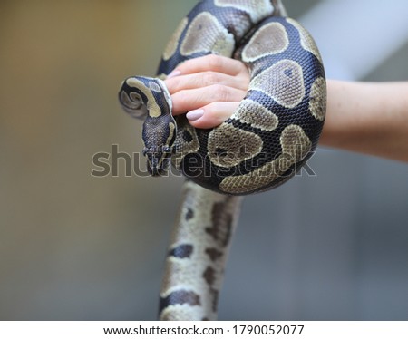 closeup snake python on hand