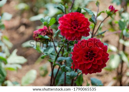 The picture of two red dahlia flowers in the beautiful botanical garden in the northern of Thailand
