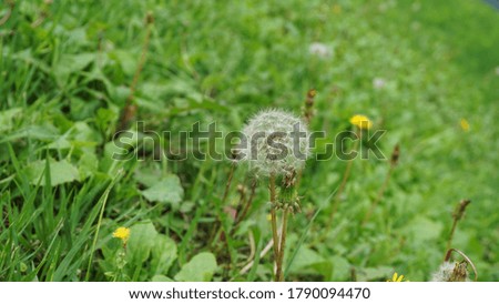Dandelion flowers in the green field.