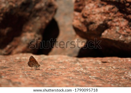 A butterfly with orange wings and black spots sits on a granite stone in the mountains on a glacier