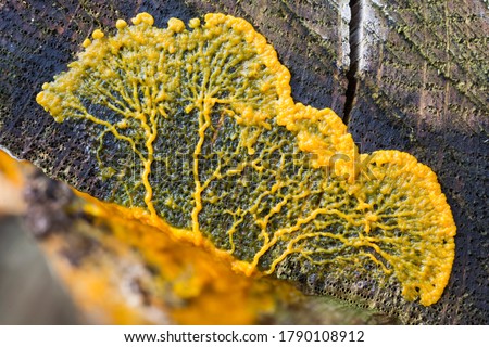 Migrating plasmodium of Badhamia utricularis slime mold on a tree trunk (Baarn, the Netherlands) Royalty-Free Stock Photo #1790108912