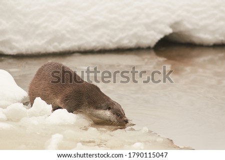 otter on the frozen river has caught a fish