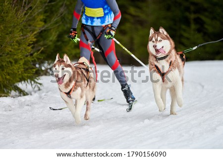 Skijoring dog racing. Winter dog sport competition. Siberian husky dog pulls skier. Active skiing on snowy cross country track road