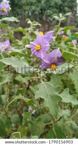 eggplant flowers in rainy season which is captured from close up