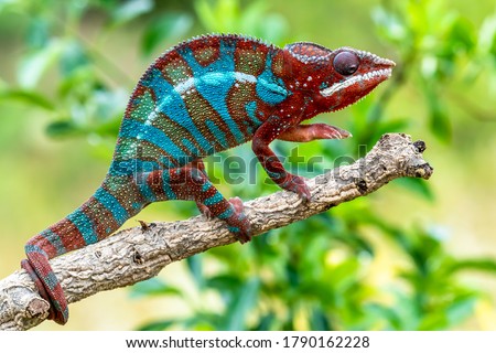Adult male Ambilobe Panther Chameleon (Furcifer pardalis) Royalty-Free Stock Photo #1790162228