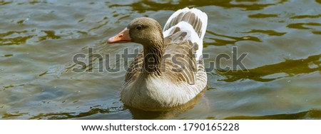 The greylag goose (Anser) is a species of large goose in the waterfowl family swimming in the city pond at day time. Frontal view