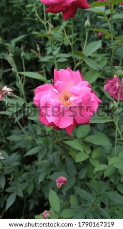 the beautiful rose flower in rainy season