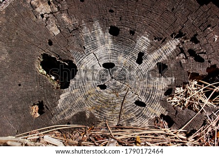 Tree ring abstract background textured 