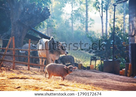 Calf  in the asian village .Agriculture farming rural pasture