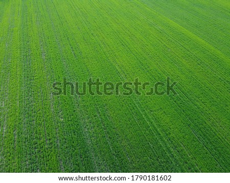 Green agricultural field, aerial view. Farmland landscape. Background.