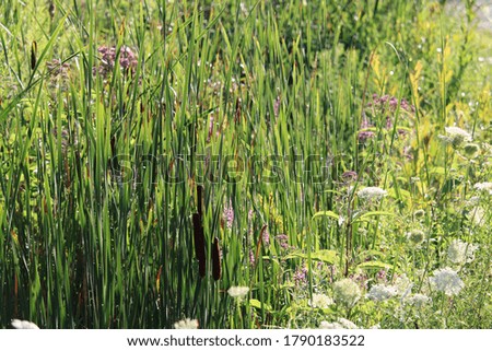 Wildflowers and cattails in the morning sunshine.￼