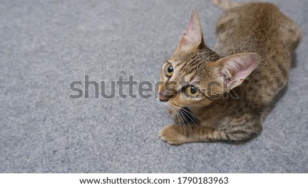 Tabby cat on gray carpet with blank space.
