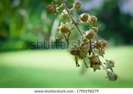 Picture of seeds from a type of forest tree that grows in evergreen forests.
