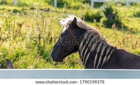 Horse grazing in the meadow. Portrait.