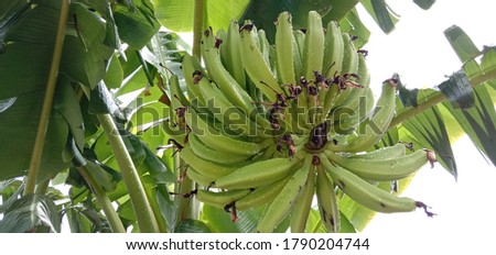 green color banana bounce with leaf