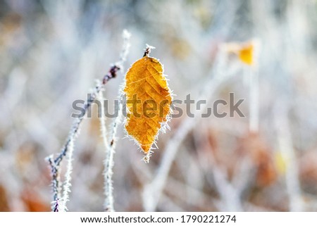 Frost-covered leaf on a tree with a blurred background