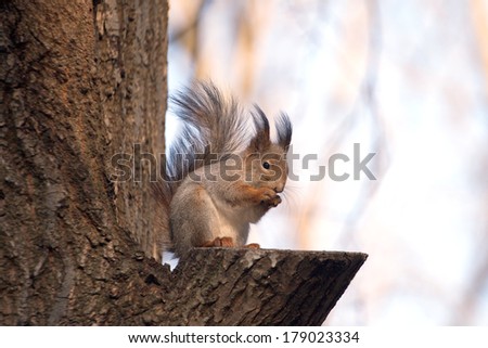 Brown squirrel sits on a tree in forest