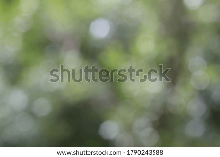 Bokeh white and green nature for background