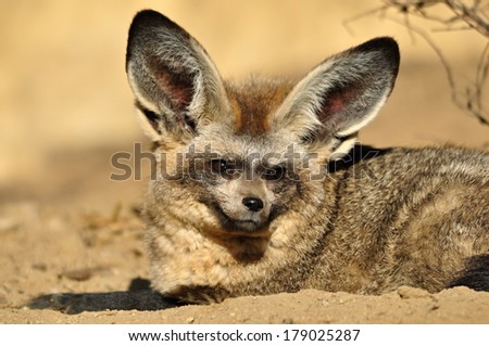 Bat-eared fox Royalty-Free Stock Photo #179025287