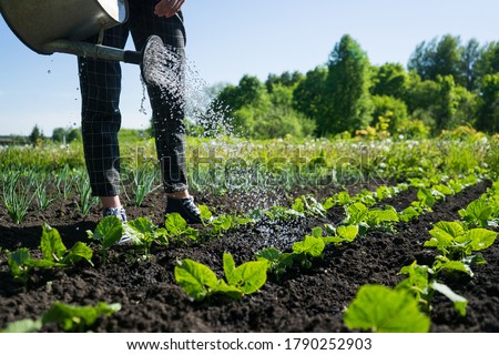 A young girl waters a salad in the garden. Growing plants and vegetables in the village. Eco cultivation in backyard Royalty-Free Stock Photo #1790252903