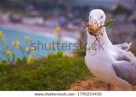 Seagull with grass in its beak on the rocks of Etretat