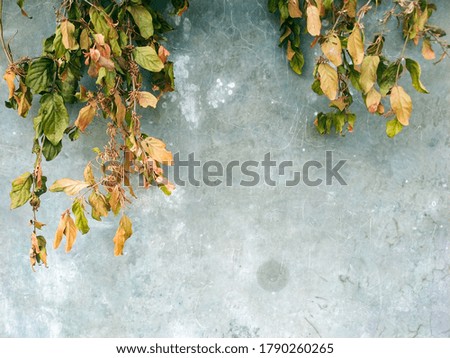 the background of a textured wall with autumn leaves