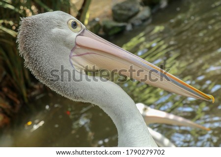 Pelecanus Conspicillatus, australian pelican head, neck and pelicans with close-up photos