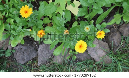 evening calendula flowers with orange spots shot from above on a garden bed decorated with untreated stone