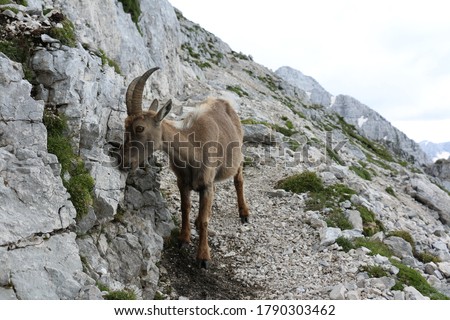 Wild alpine ibex licking salt of the rock