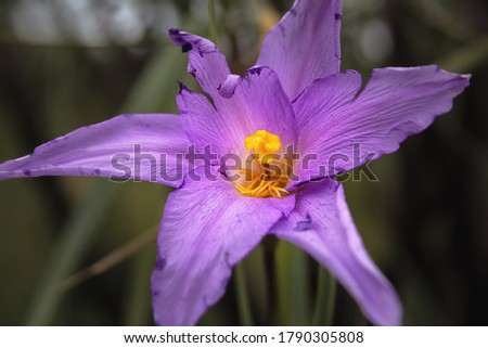 Purple, violet magnificent endemic flower.
