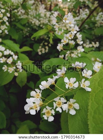 small white garden flower with big sheets. flower of bird cherry