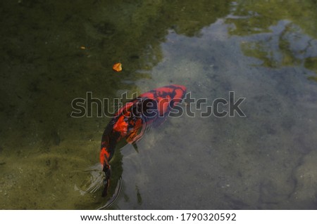 Closeup of a black and red koi fish swimming in a murky pond
