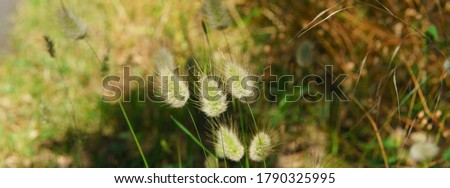 Bunny tail grass with beetle in summer day. Rural landscape of French Nouvelle-Aquitaine. Natural background is suitable for greeting card design, poster, postcard template. High resolution photo