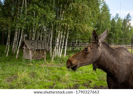 a large brown moose resting in its paddock in the nursery