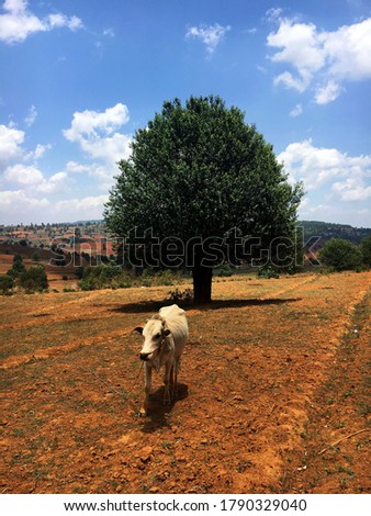 Cow and Tree on a Farm at Kalaw, Myanmar