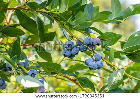 Blue blueberry berries and green leaves on  branch, close up. Ripe blueberries for eat