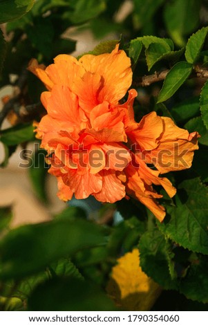 Beautiful blooming hibiscus flowers & blurred background.
