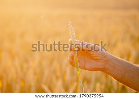 Beautiful wheat ears in man`s hands. Harvest concept. Sunlight at wheat field.Ears of yellow wheat fields in man hands in the field. Close up nature photo. Idea of a rich harvest.