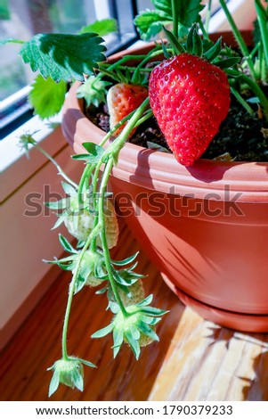 Garden on the balcony. First harvest of berries. Strawberries in flowerpots at home. Gardening on the balcony.	