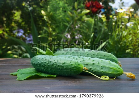 Fresh green cucumbers on a wooden table. Harvesting in a rural area