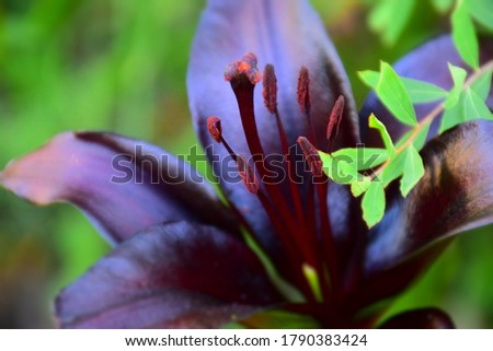 Beautiful bright dark burgundy lily on a green background. Stock Image