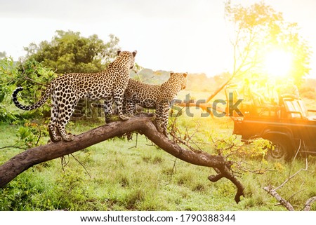 Safari in Africa with two leopards