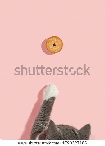 The cat reaches the liver with its paw on pink background. Copy space, banner, top view