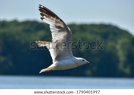seagull flying from left to right 