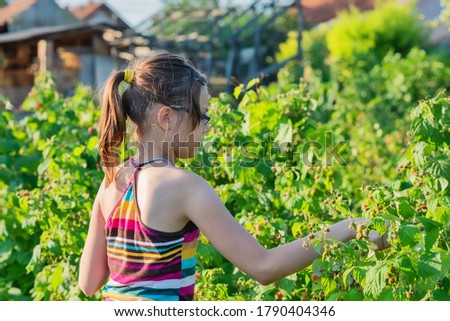 Child picking raspberry. Kids pick fresh fruit on organic raspberries farm. Toddler kid eating ripe healthy raspberry.