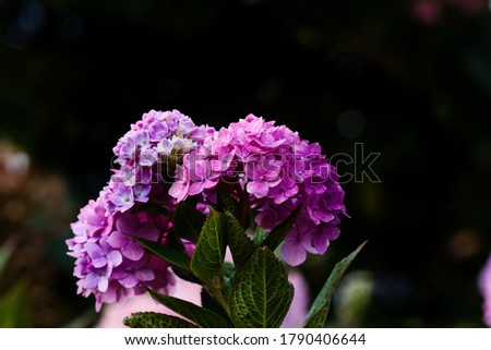 close-up of purple flora during summer