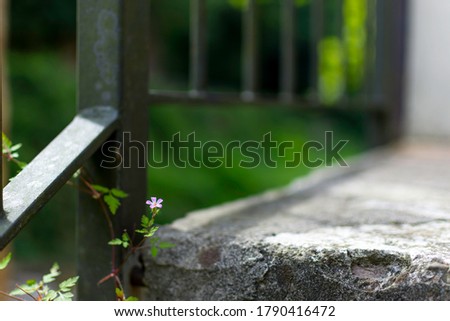 a small pink blossom protrudes over a stone step. A dark banister protrudes into the picture. The step is old and worn. The background is out of focus with bokeh.