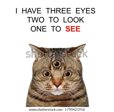 The beige cat has got third eye. I have three eyes two look one see. White background. Isolated.